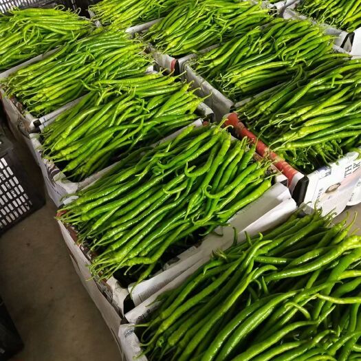 兰陵县线椒 二荆条
