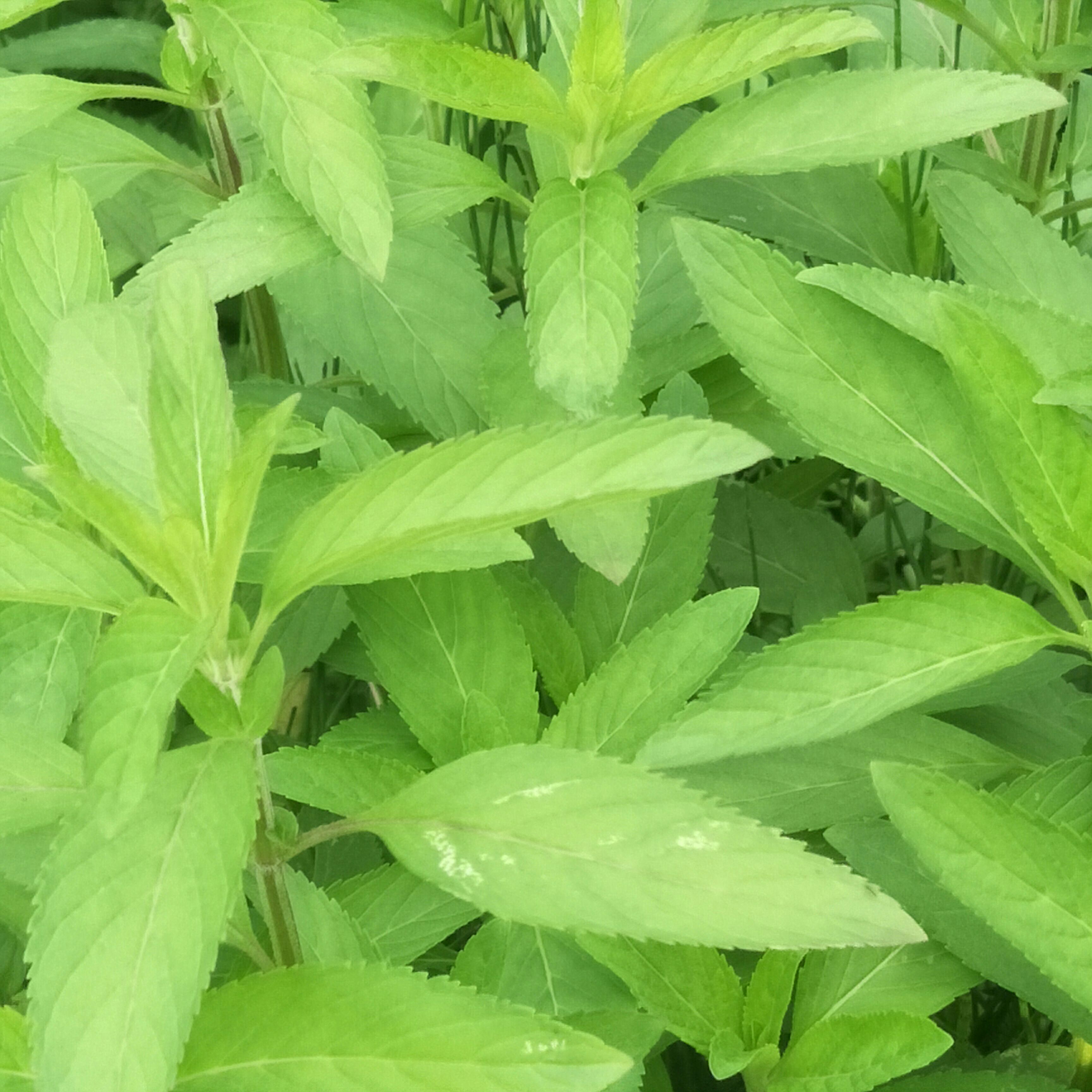 留兰香薄荷苗，绿薄荷，白薄荷，味冰清，稍淡不辣，驱蚊盆栽绿化
