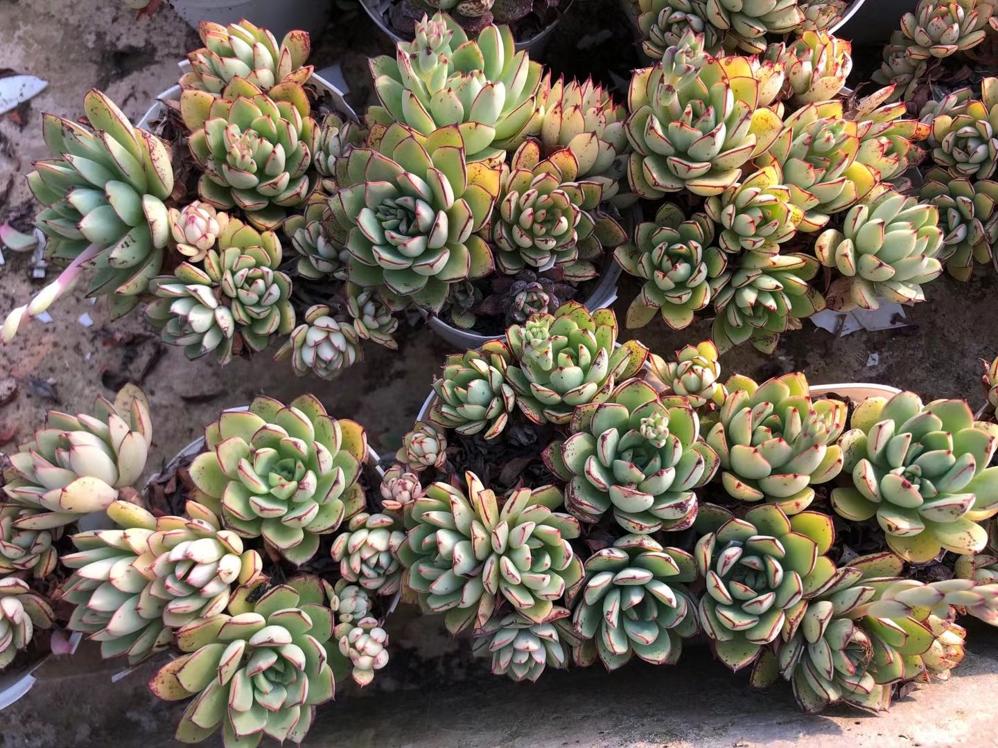 灰姑娘  云南澄花多肉 红花女王35装