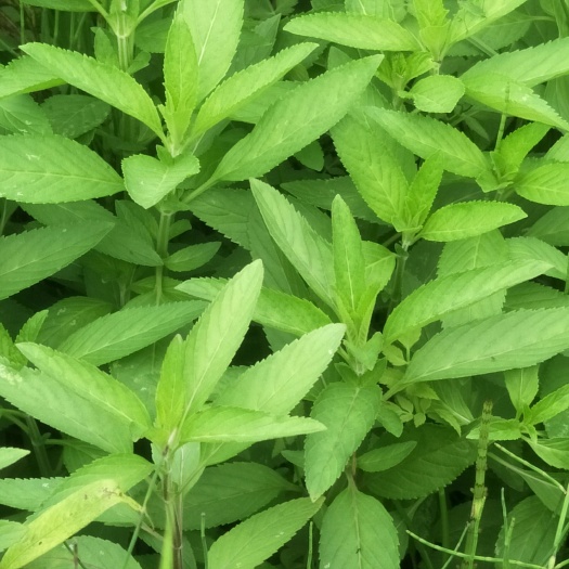 蓬安县留兰香薄荷苗，绿薄荷，白薄荷，味冰清，稍淡不辣，驱蚊盆栽绿化