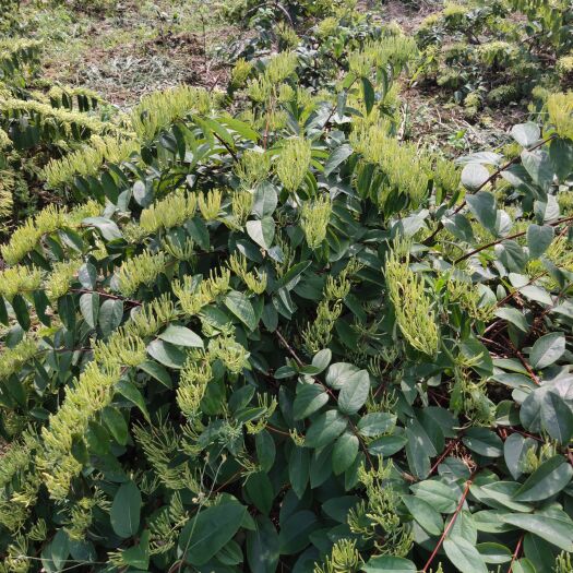 武冈市湖南湘蕾山银花鲜花