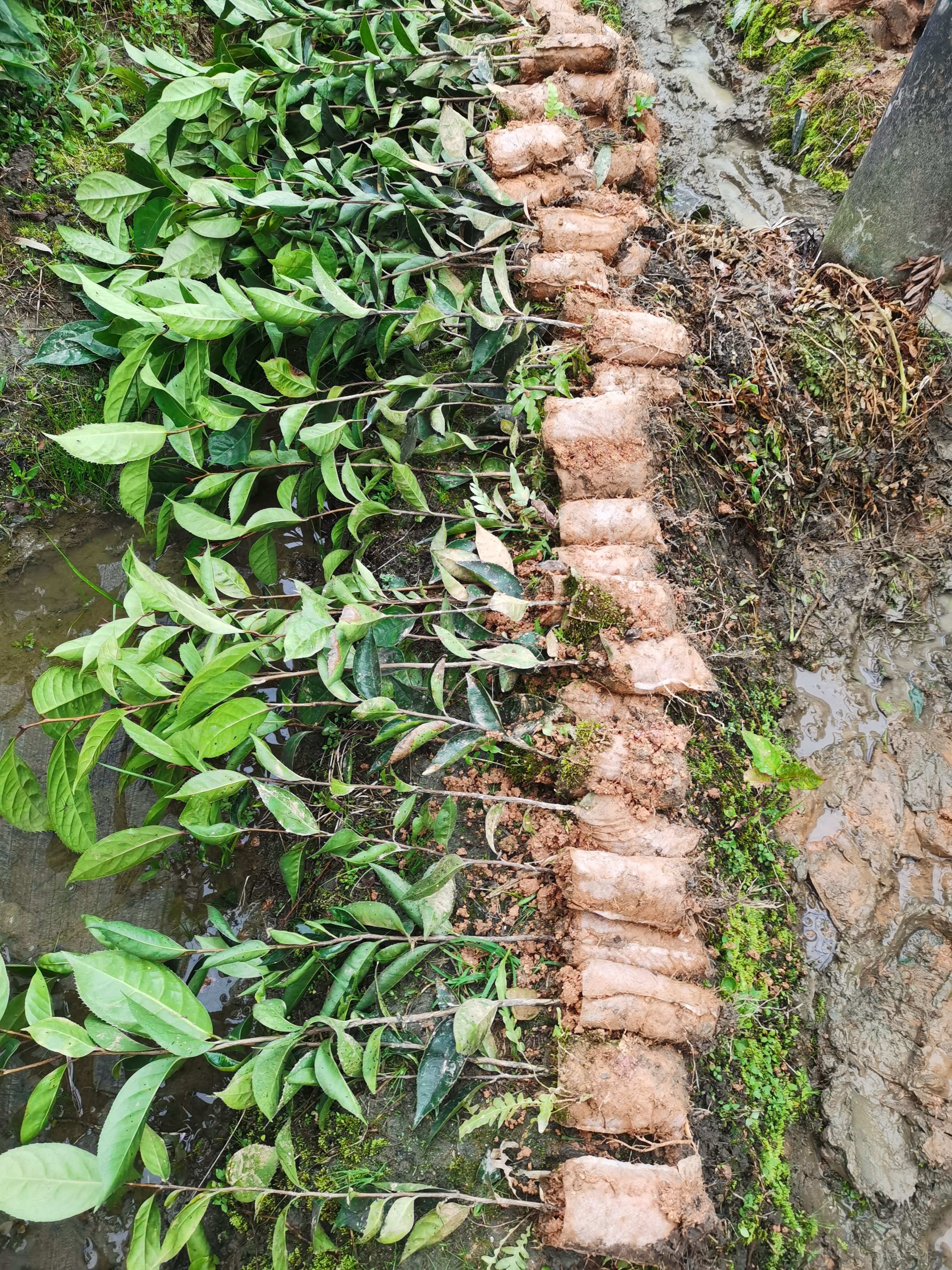 油茶树苗  大果红花油茶苗    红花油茶苗