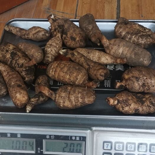 波密县西藏波密新鲜天麻