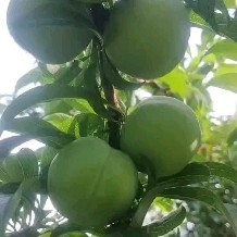 镇宁县青脆李