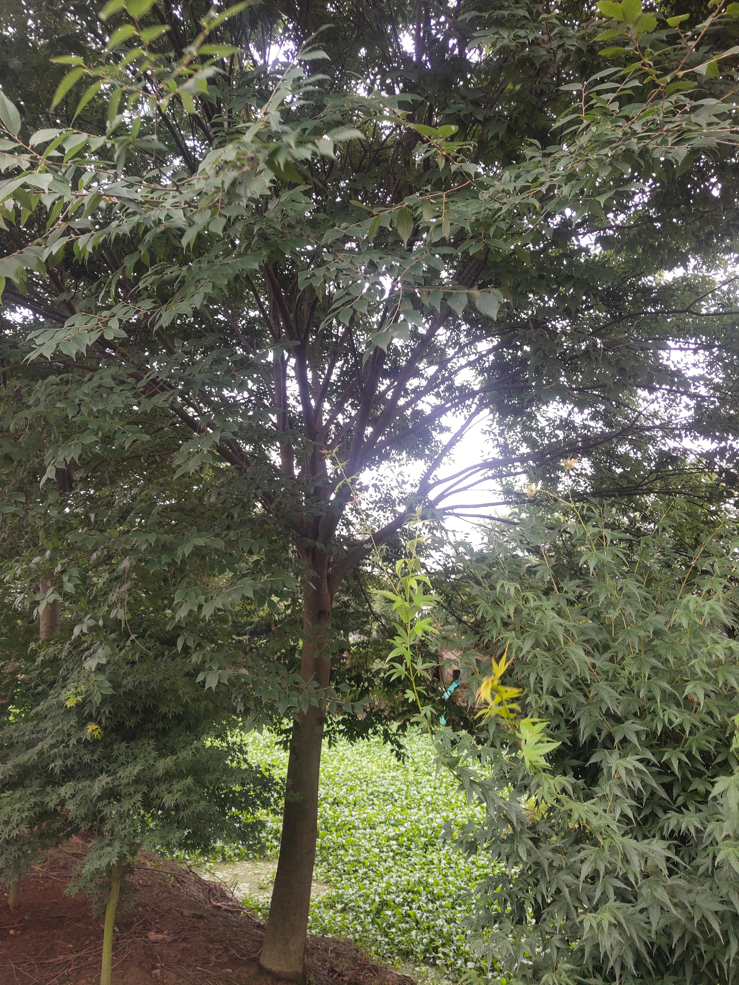 红榉