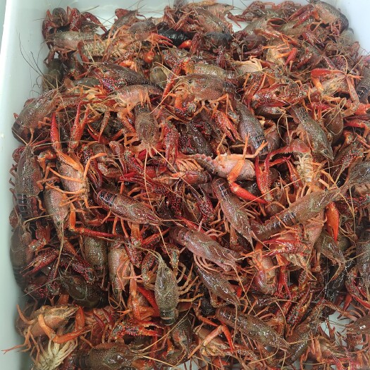 寿光市小龙虾/湖北青虾/中青/虾肉饱满