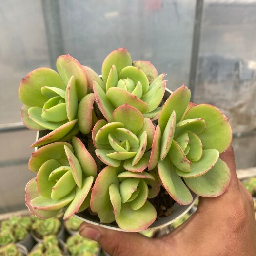 昆明多肉植物  澄花多肉  碧桃  20装