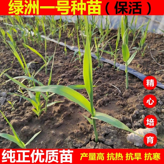 闽清县绿洲一号牧草耐寒零下25度耐旱多年生四季高产纯正根苗成活高