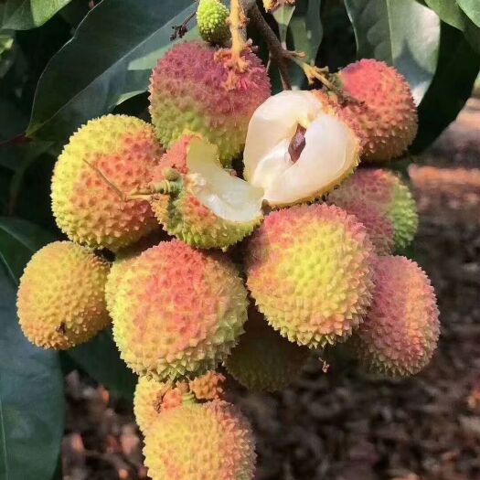 灵山县现摘现发鲜果，果甜多汁，当天摘当天发货