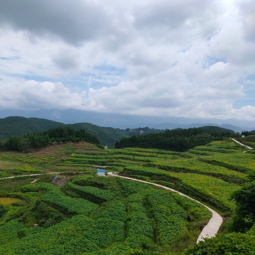 千亩油桐树育苗基地，常年大量提供上千万株油桐树苗，手续齐全
