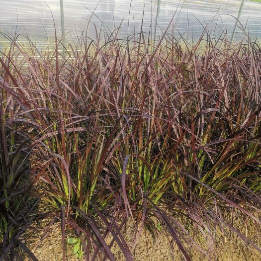 紫叶狼尾草 观赏草  大量供应，基地认证