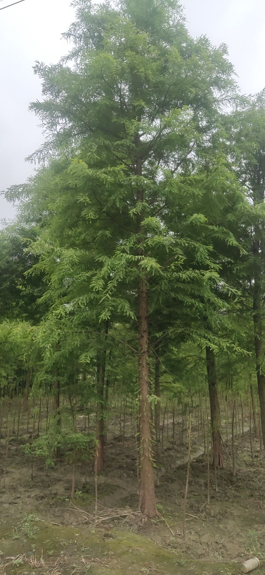 落羽杉普通落羽杉