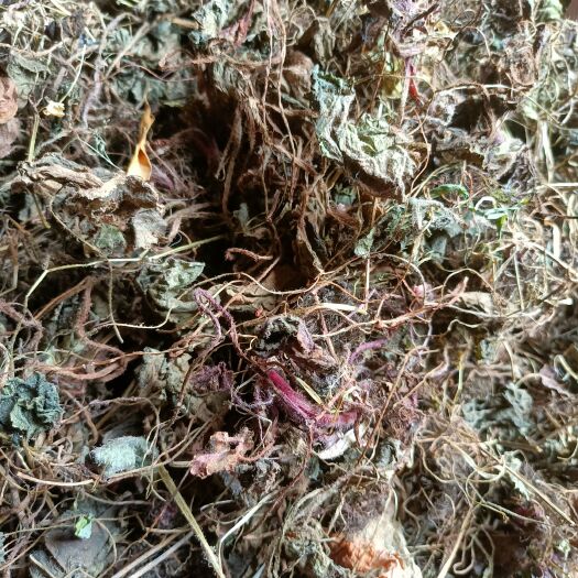 商城县虎耳草中药材非种干货大山里采挖2022新货批发零售均可