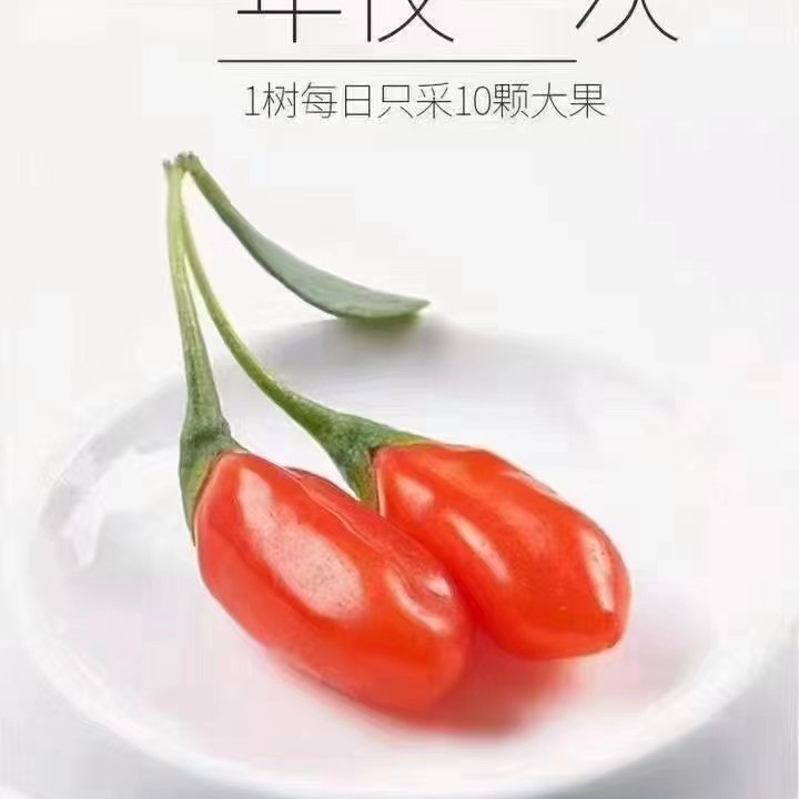 红枸杞 2024新鲜枸杞500g全国空运包邮中宁新鲜枸杞
