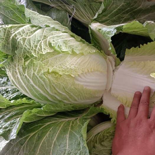 临洮县大量现货价格实惠