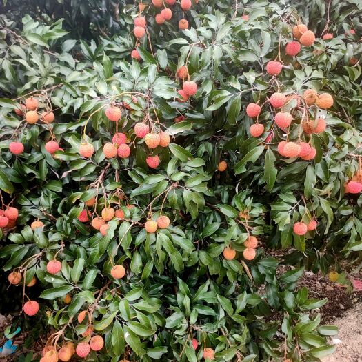 灵山县荔枝