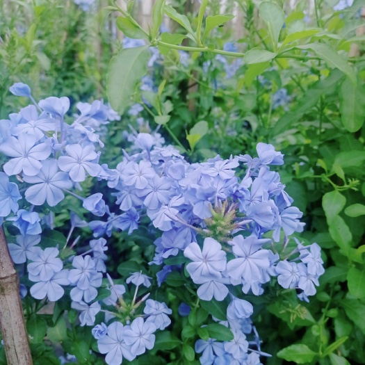 成都蓝雪花