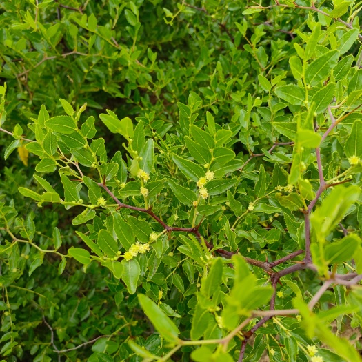 绛县高产药用酸枣苗