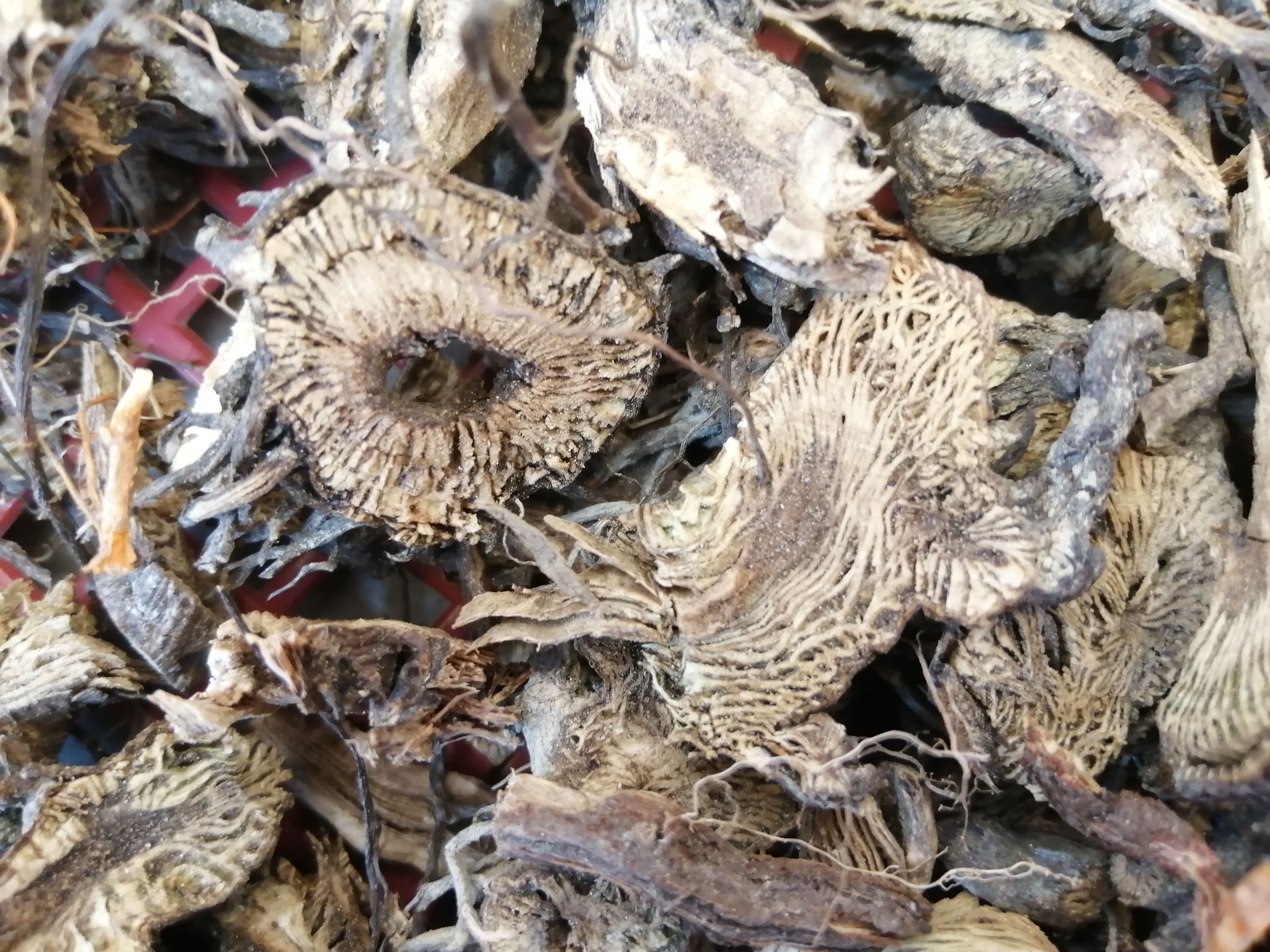 康县升麻 升麻 升麻干货 一手货源产地直销需要的老板随时咨询