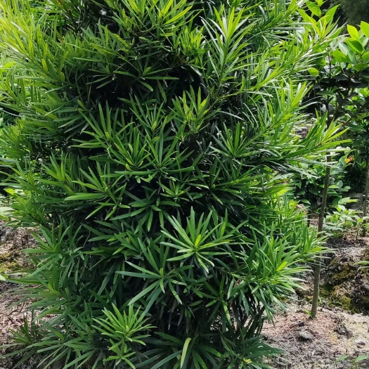 漳浦县中叶罗汉松