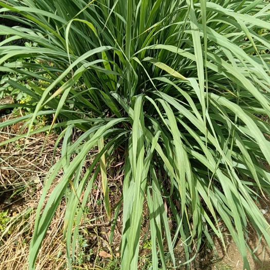 景洪市香茅草