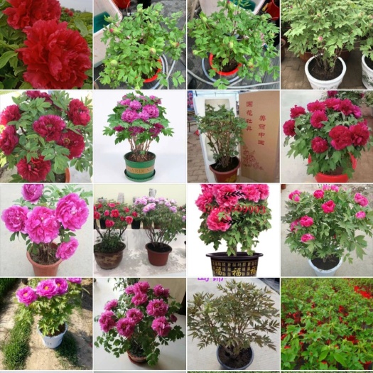菏泽【爆款推荐】菏泽正宗大花千层观赏牡丹