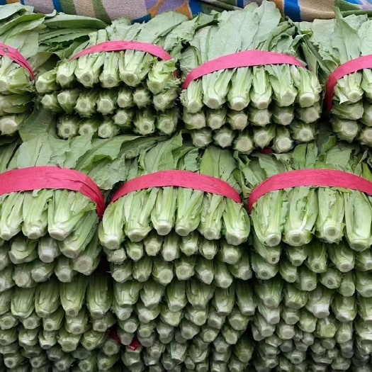 邯郸油麦菜