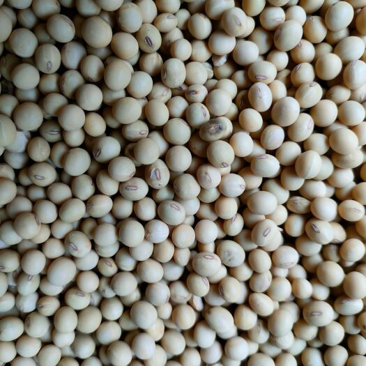 衡阳县八月黄豆夏播种子黄豆非转基因自留种子吃种都可以