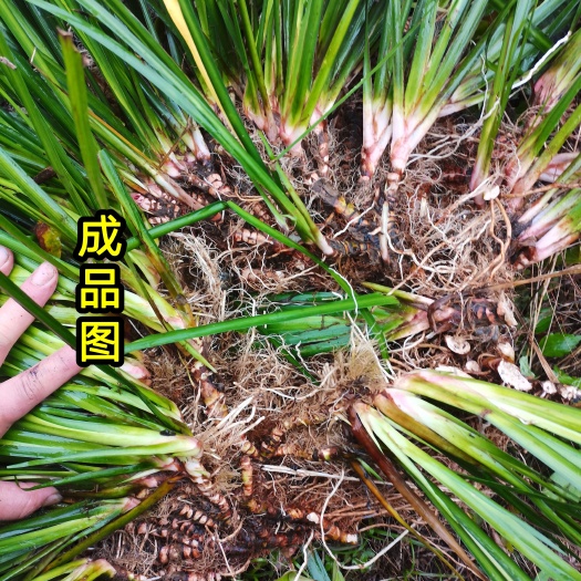东至县安徽石菖蒲苗  家种石菖蒲种苗  正宗安徽药典品种