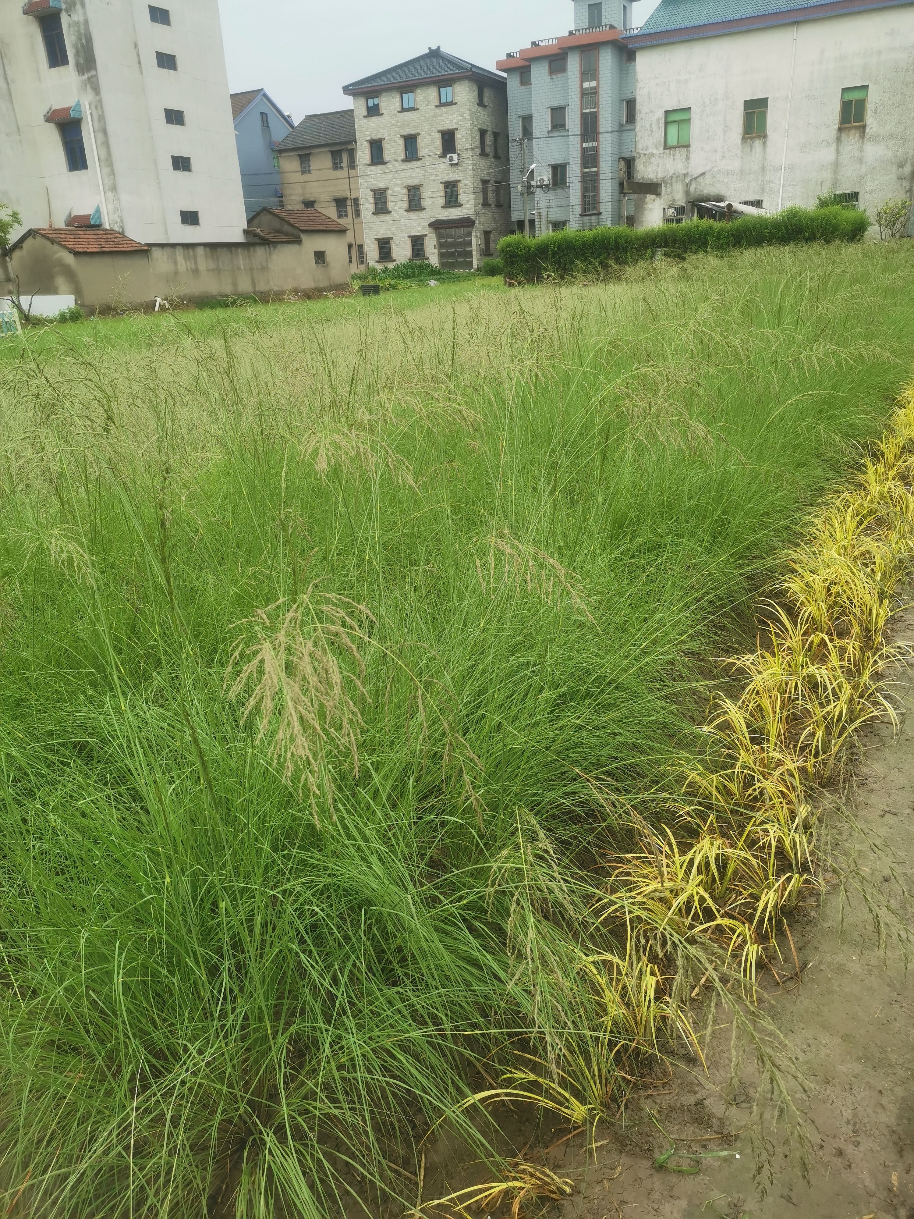 细茎针茅 细叶针茅 细叶针芒 观赏草 大量供应，基地认证