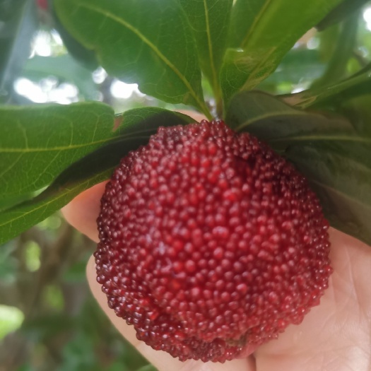 东魁杨梅