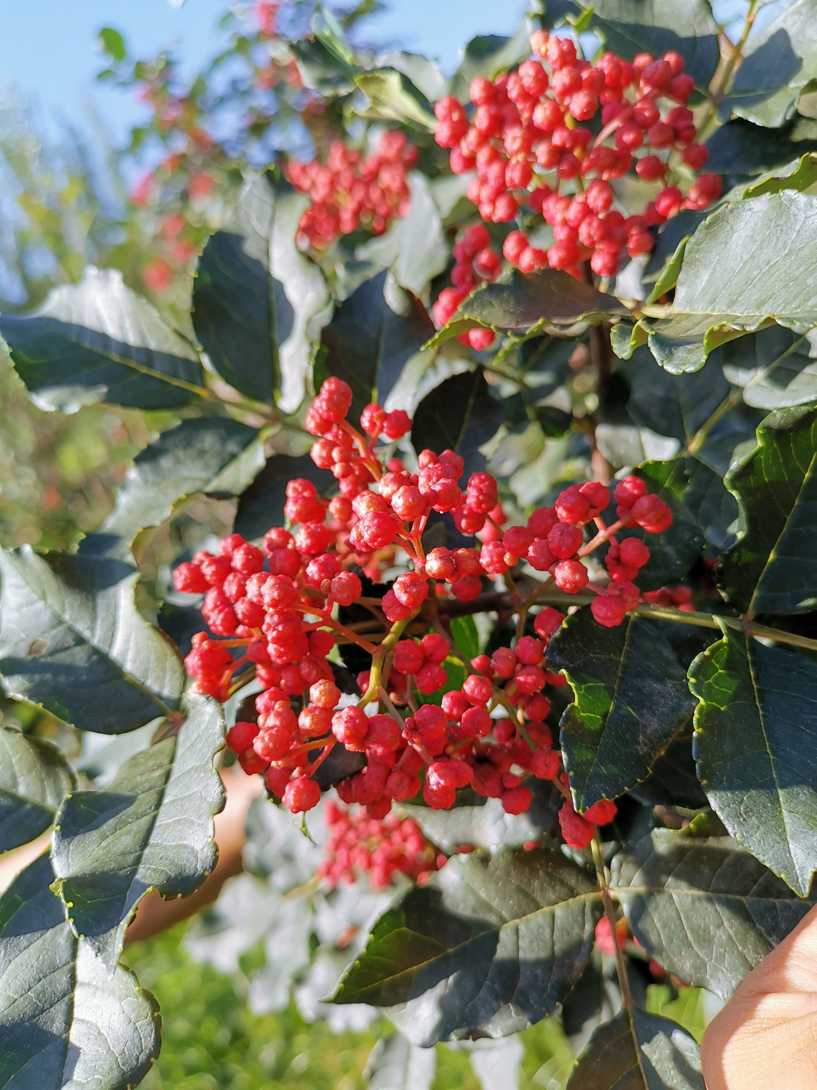 大红袍花椒 武都花椒 梅花椒