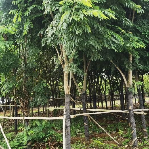 柳州基地直销栾树