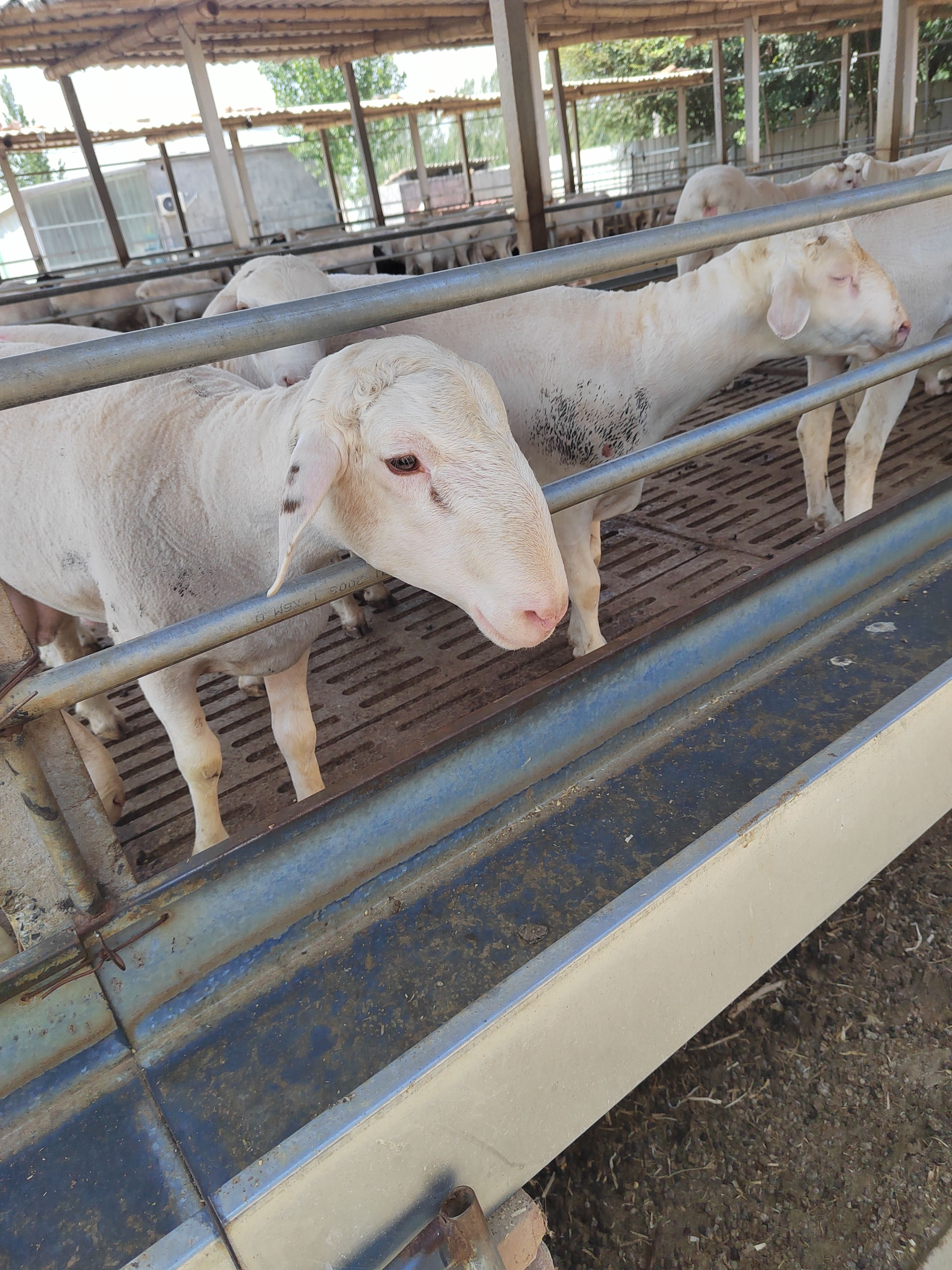 澳洲白绵羊长年出售  价格便宜 质量优良品种齐全欢迎朋友挑选