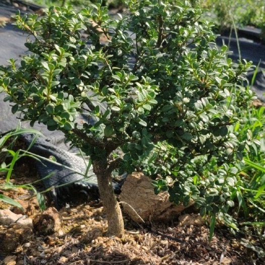 舒城县大别山珍珠黄杨老熟桩批发出售