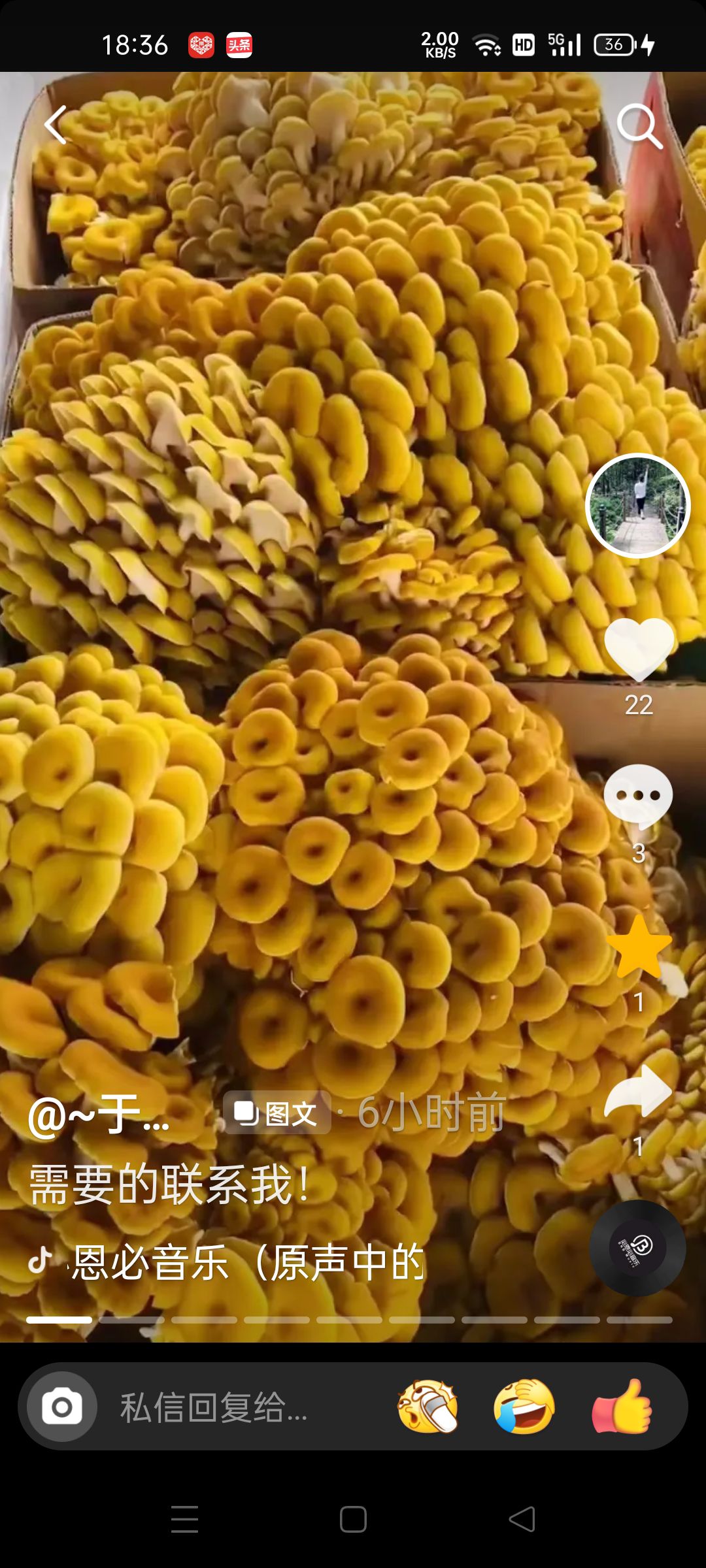烘干榆黄蘑