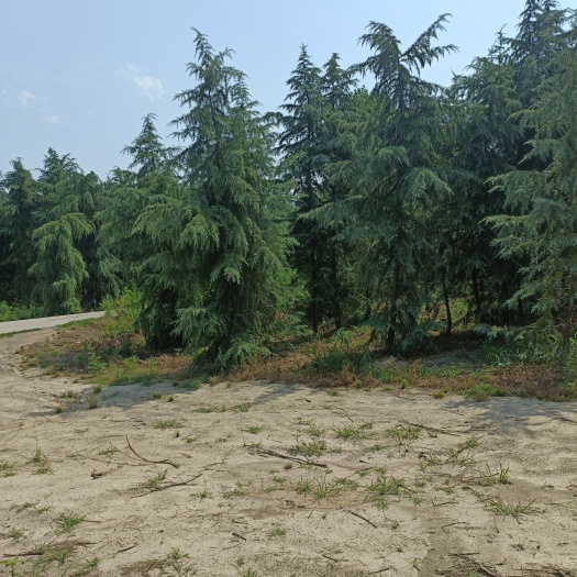 汝南县喜马拉雅雪松