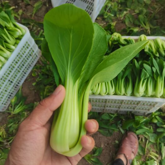 商丘质量保证，货源充足，坏菜包赔