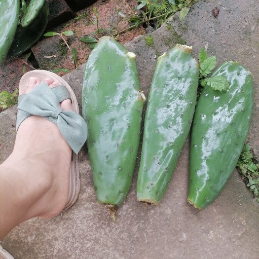 重庆市仙人掌果种片