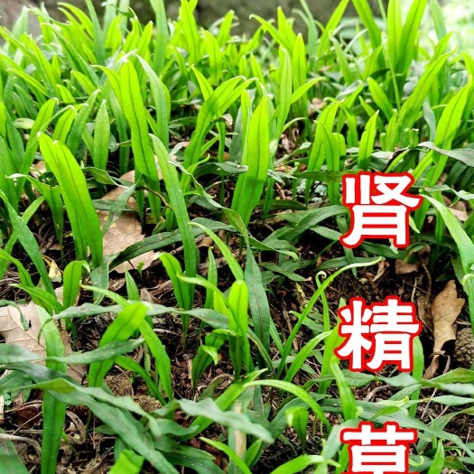 通化县肾精草（化石草）