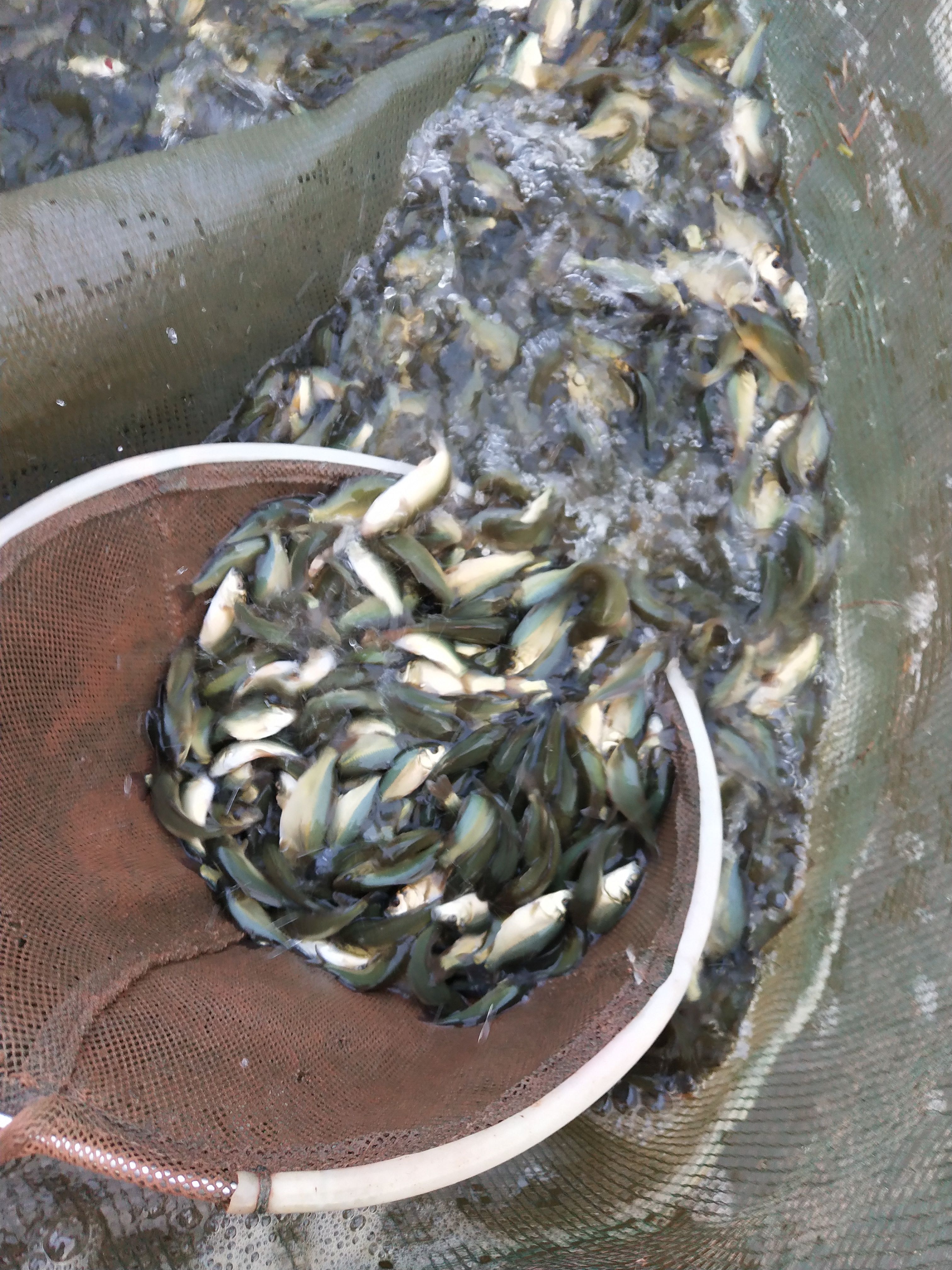 岩鲤鱼苗，量大从优，欢迎订购。