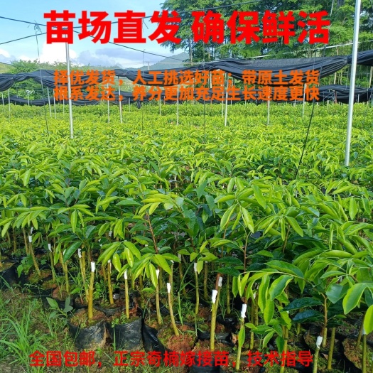 信宜市沉香树苗 正宗绿奇楠沉香嫁接苗 全国包邮 基地直发 假一赔十