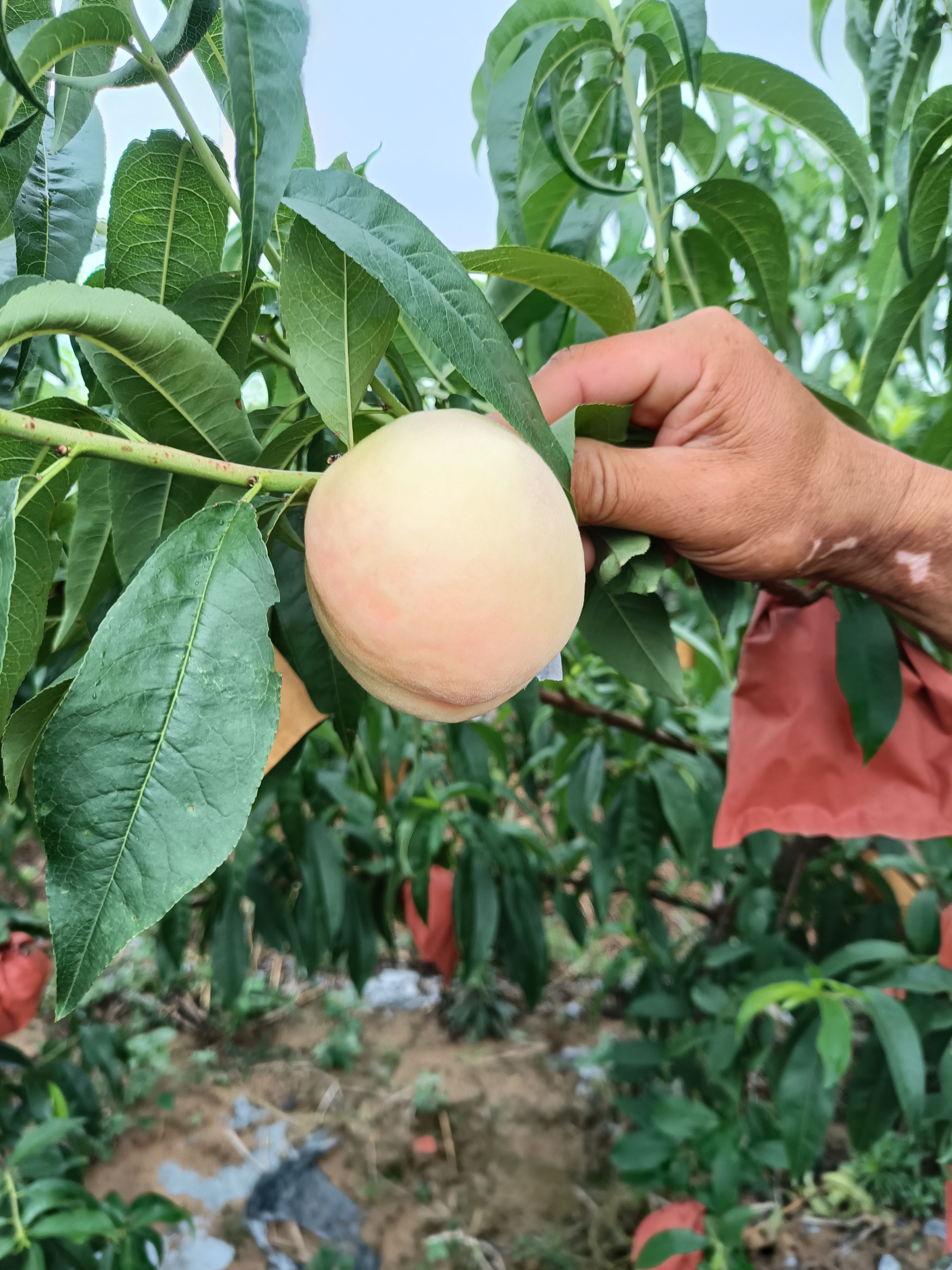 北纬32度水蜜桃，黄桃，血丝桃，18-22个糖点