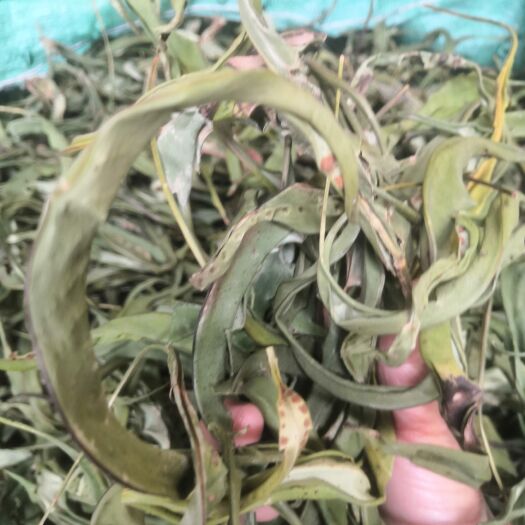 昆明化石草纯绿色，大叶，