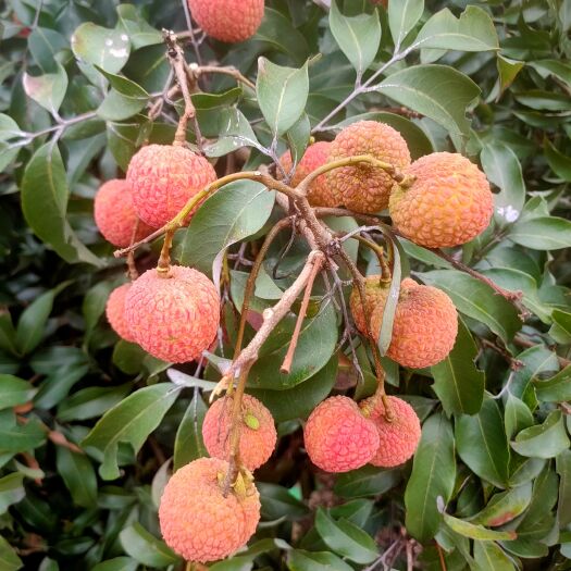 灵山县灵山县白糖罂荔枝