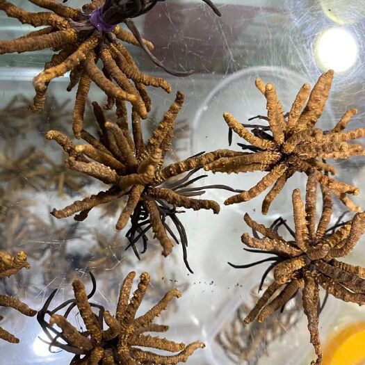 雅江县冬虫夏草