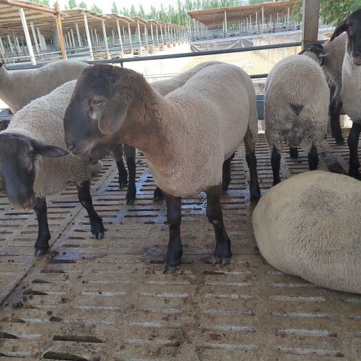 济南长年出售品种羊  萨福克种羊 质量好 价格便宜  免费送货