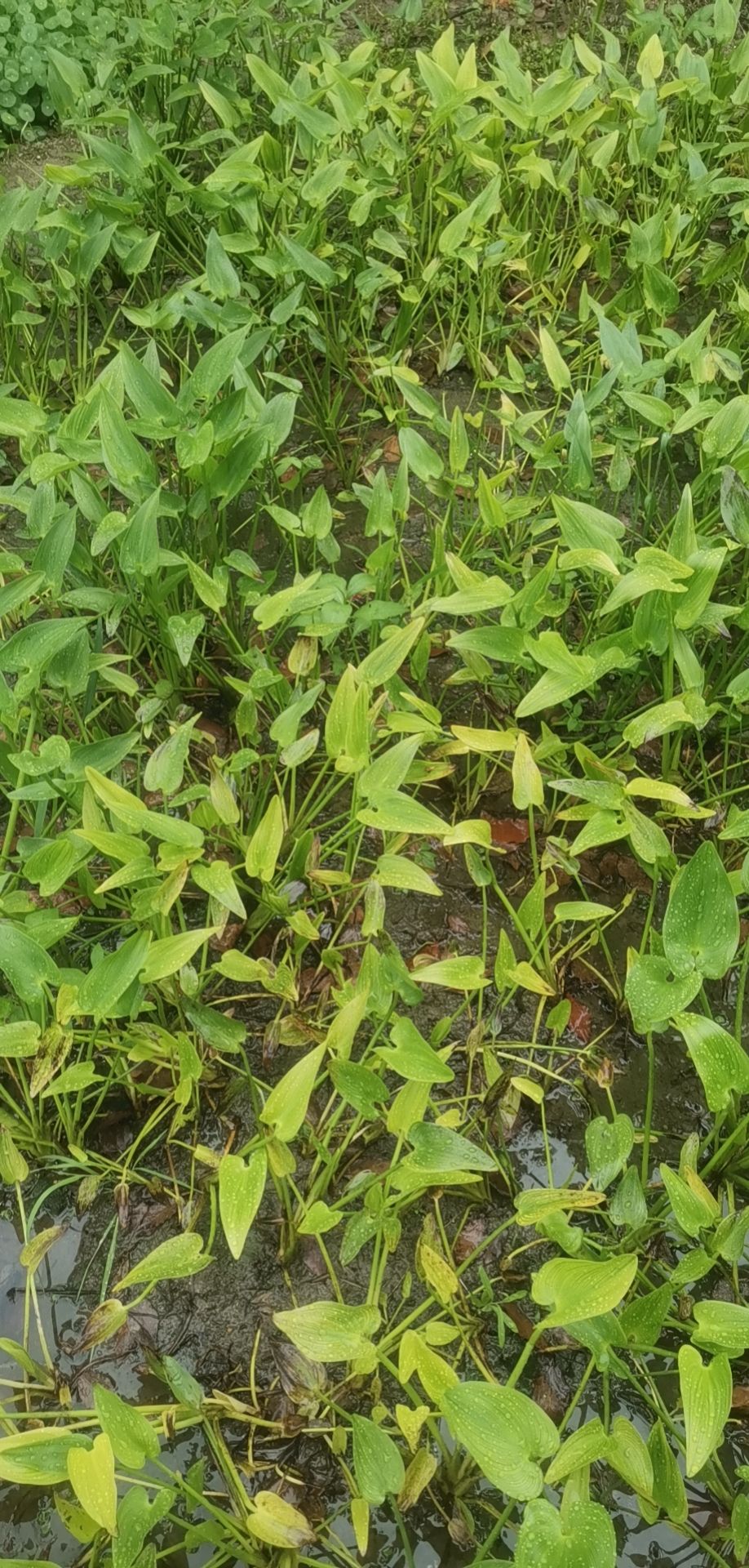 细茎针茅 细叶针茅 细叶针芒 观赏草 大量供应，基地认证