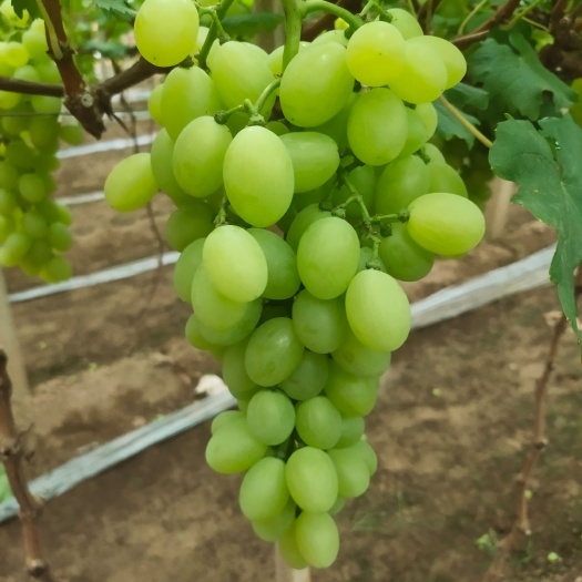 饶阳县饶阳葡萄   大量上市  需要的老板联系