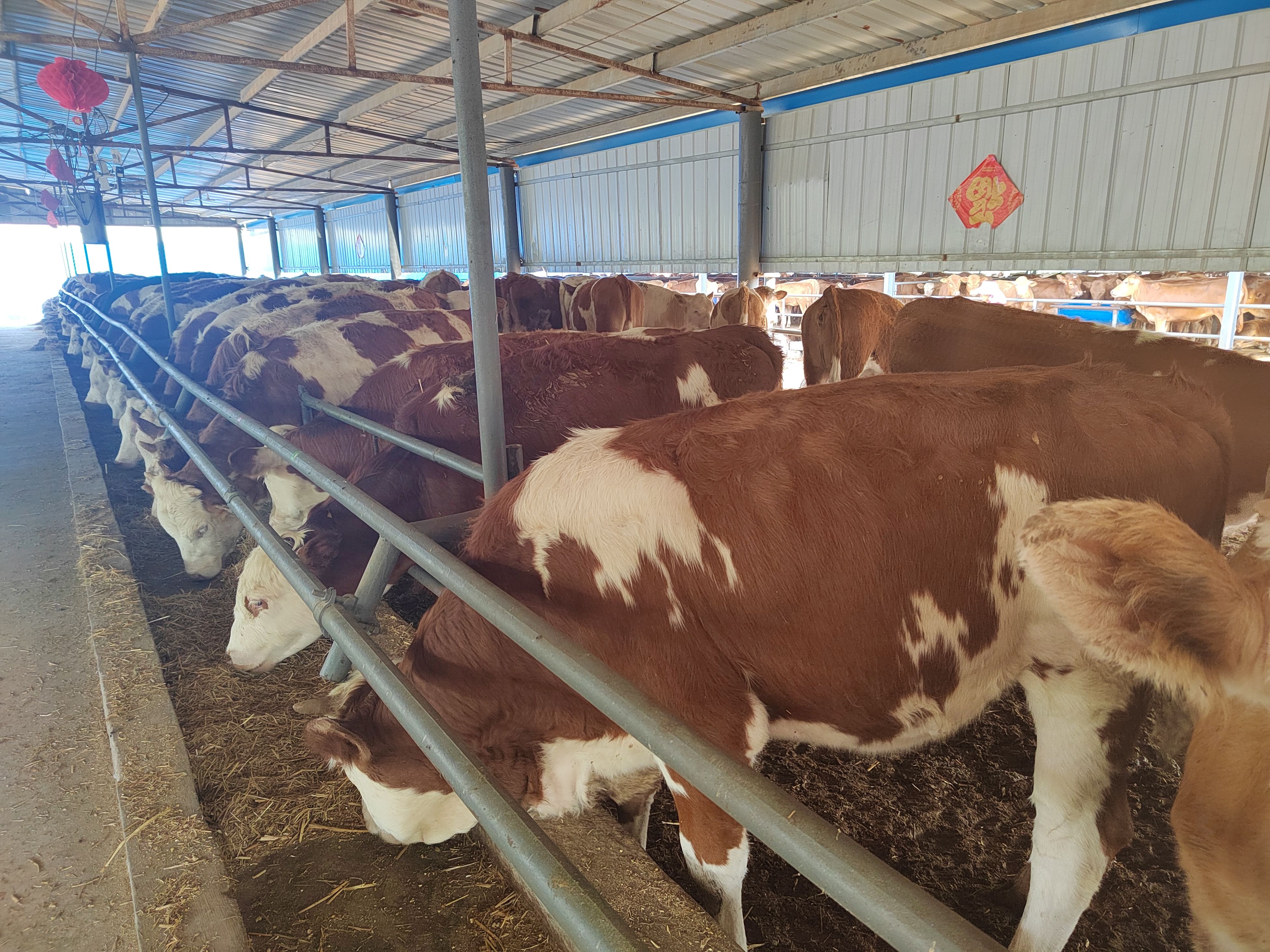 内蒙古通辽市常年出售品种肉牛犊  西门塔尔肉牛犊欢迎朋友选购